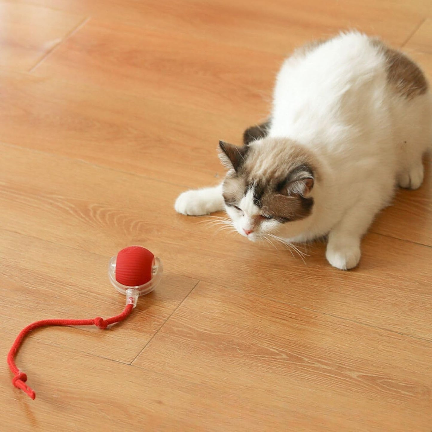 Cat playing with a red ball toy on a wooden floor
